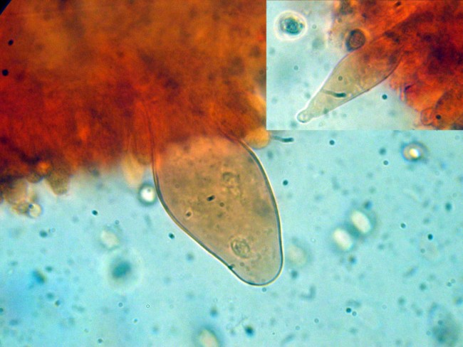 Pluteus secc. Hispidoderma (cfr. P. semibulbosus)